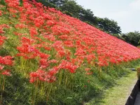 南足柄市運動公園の写真・動画_image_182994
