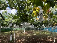 山崎ブドウ園の写真・動画_image_1880873