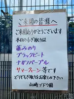 山崎ブドウ園の写真・動画_image_1880875