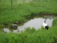 阿寒国際ツルセンターの写真・動画_image_190915