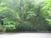 奥入瀬渓流　　の写真・動画_image_191377