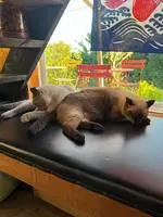 ＣａｆｅＯＬＥＧＡＬＥの写真・動画_image_1914358