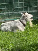 佐久島の写真・動画_image_1914366