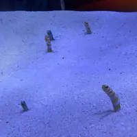 マリンワールド海の中道の写真・動画_image_1935426