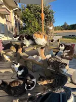 田代島にゃんこ共和国の写真・動画_image_1942920