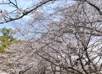 特別史跡 水城跡の写真・動画_image_1982411