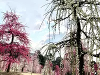 三室戸寺の写真・動画_image_1988917