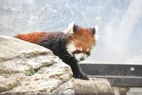 よこはま動物園ズーラシアの写真・動画_image_1989207