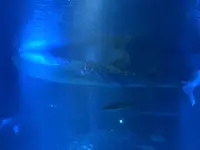 海遊館の写真・動画_image_1989796