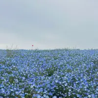 国営ひたち海浜公園の写真・動画_image_1992501