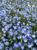 国営ひたち海浜公園の写真・動画_image_1992502