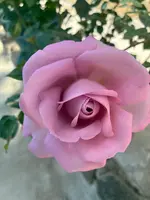 松尾寺の写真・動画_image_1999221