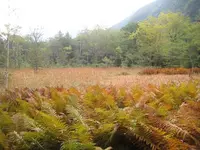 上高地の写真・動画_image_205352
