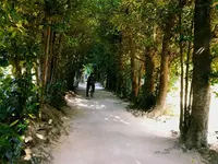 備瀬のフクギ並木の写真・動画_image_208770