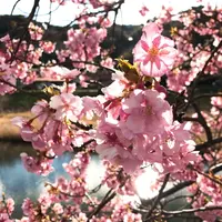 河津川の写真・動画_image_219021