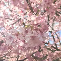 河津川の写真・動画_image_219022
