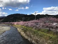 河津川の写真・動画_image_220429