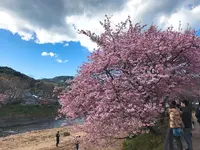 河津川の写真・動画_image_220430