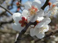 青谷梅林の写真・動画_image_222498