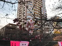 目黒川の写真・動画_image_225167