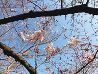 目黒川の写真・動画_image_225567