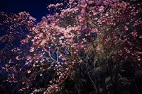 六義園の写真・動画_image_225625