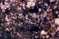六義園の写真・動画_image_225626