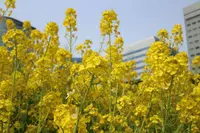 浜離宮恩賜庭園の写真・動画_image_225629