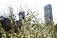 浜離宮恩賜庭園の写真・動画_image_225630