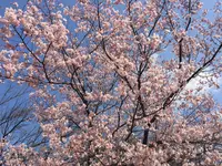 新宿御苑の写真・動画_image_225632