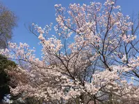 新宿御苑の写真・動画_image_225635