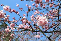 出雲大社の写真・動画_image_225711