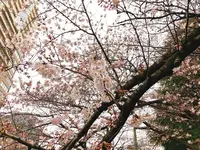 目黒川の写真・動画_image_225804