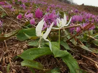 きのねざか手打そばの写真・動画_image_225818