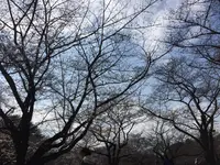 代々木公園の写真・動画_image_225825