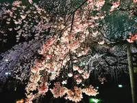 六義園の写真・動画_image_226270