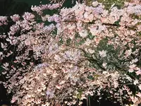 六義園の写真・動画_image_226271