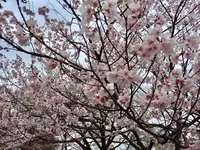 新宿御苑の写真・動画_image_226329