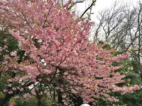 新宿御苑の写真・動画_image_226330