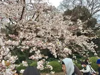 新宿御苑の写真・動画_image_226331