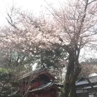 豪徳寺の写真・動画_image_226400