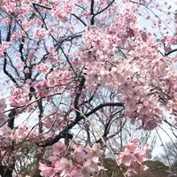 六義園の写真・動画_image_226401