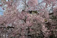 増上寺の写真・動画_image_226482