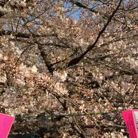 目黒川の写真・動画_image_226491