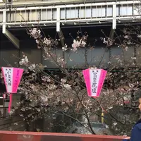 目黒川の写真・動画_image_226492