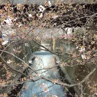 目黒川の写真・動画_image_226493