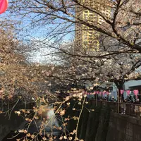 目黒川の写真・動画_image_226494