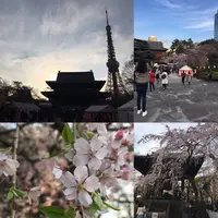 増上寺の写真・動画_image_226506