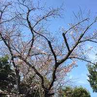世田谷公園の写真・動画_image_226546