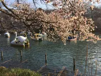 井の頭恩賜公園の写真・動画_image_226705